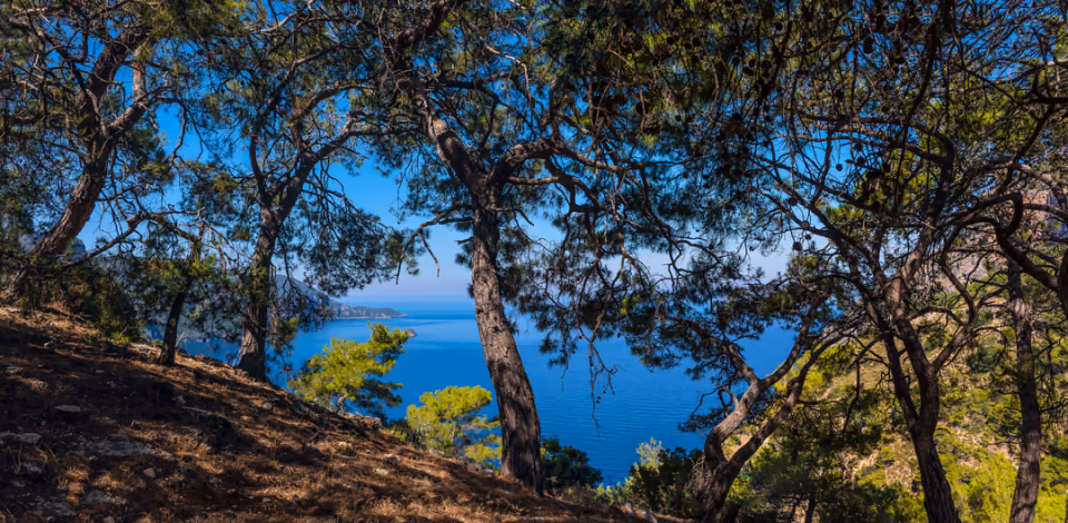 Pines opening a window onto the bay, deep blue water beyond and a hazy headland on the horizon.